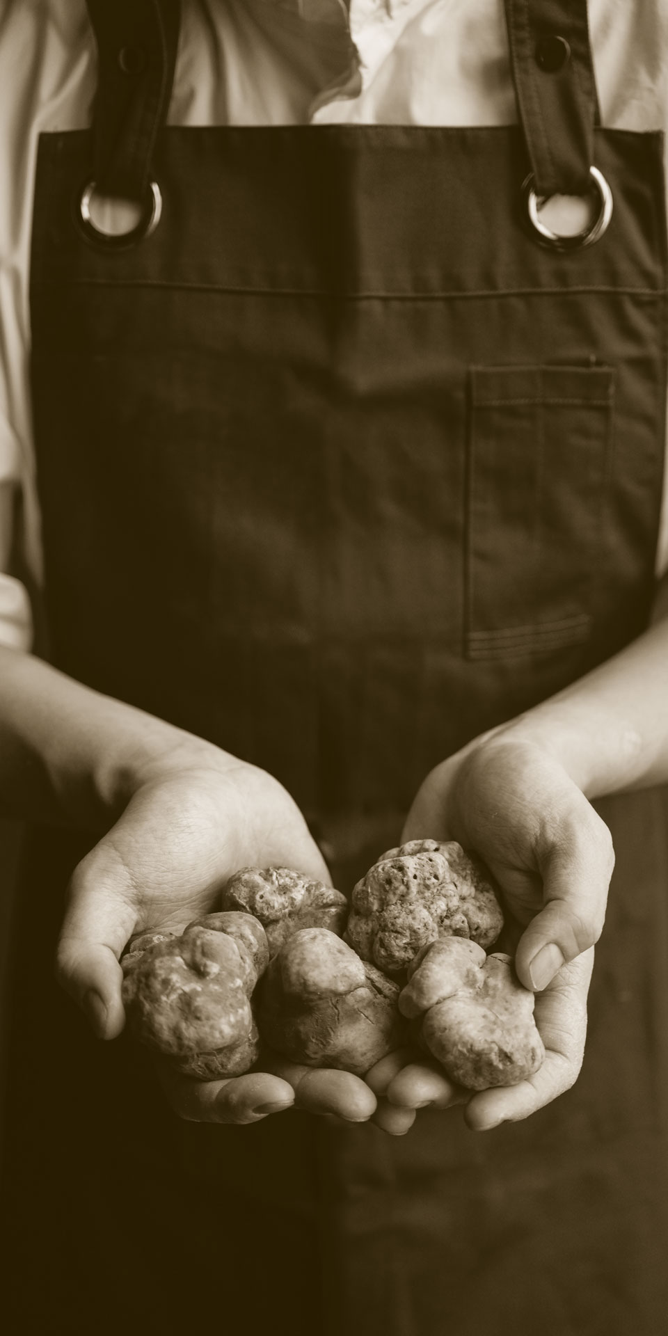 truffle tradition